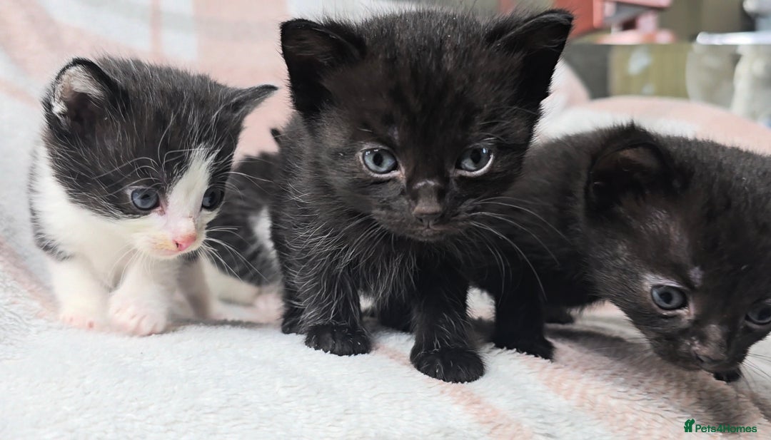 Maine Coon cats for sale: 💫Maine Coon Mix Family Raised Kittens💫 5*Reviews - Image 9