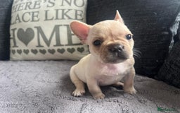 French Bulldog dogs for sale: French bulldog puppies  - Image 12