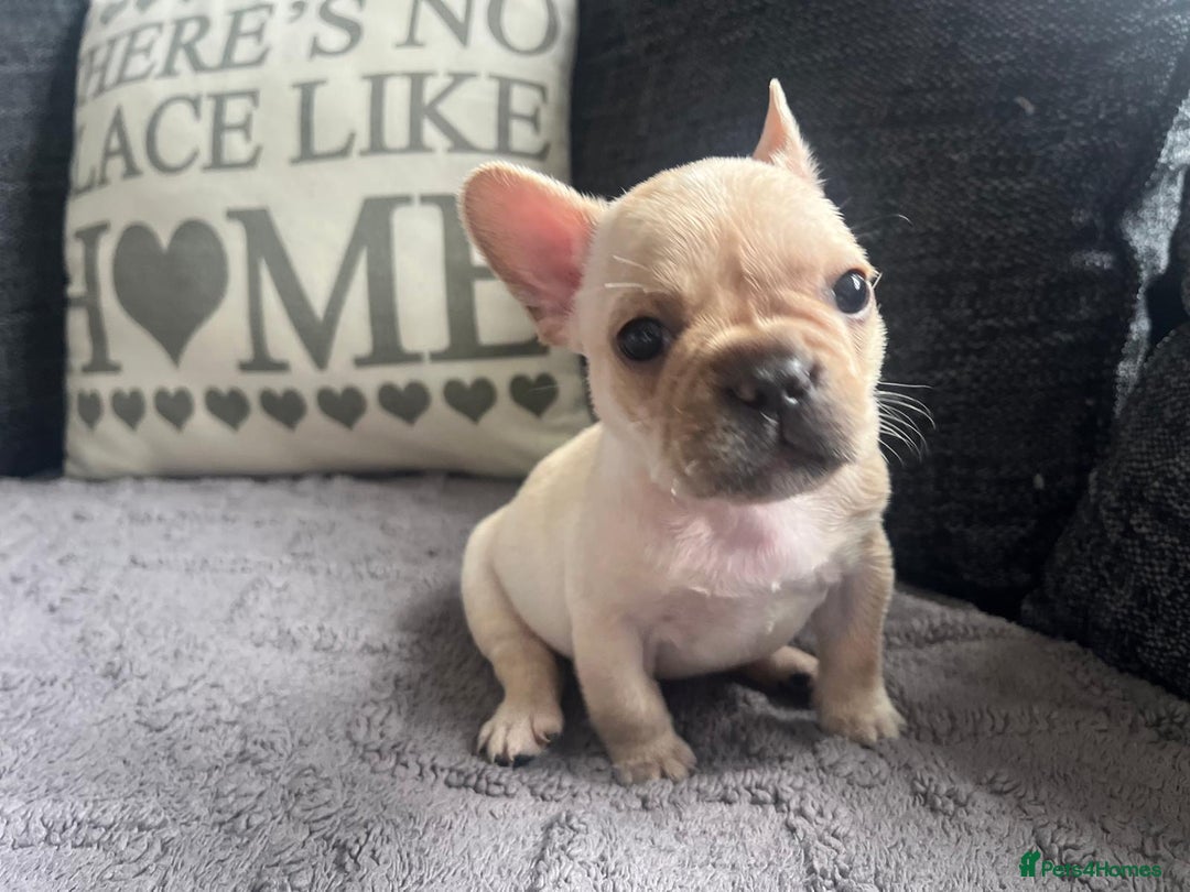 French Bulldog dogs for sale: French bulldog puppies  - Image 12