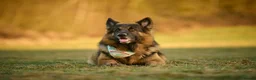 German Shepherd dogs for stud: Long haired german shepherd for stud - Advert 5