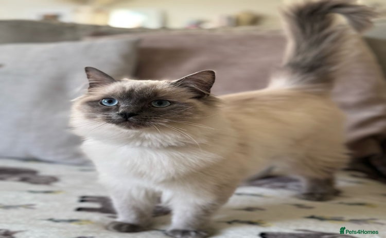 Ragdoll cats - Advert 11