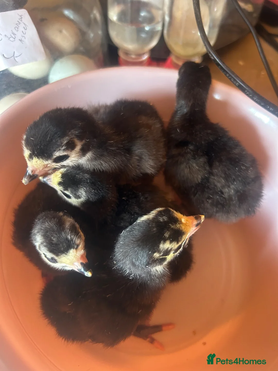 Turkeys poultry for sale: Turkey poults , Brahmas  . Silkies  in Halesowen - Advert 1