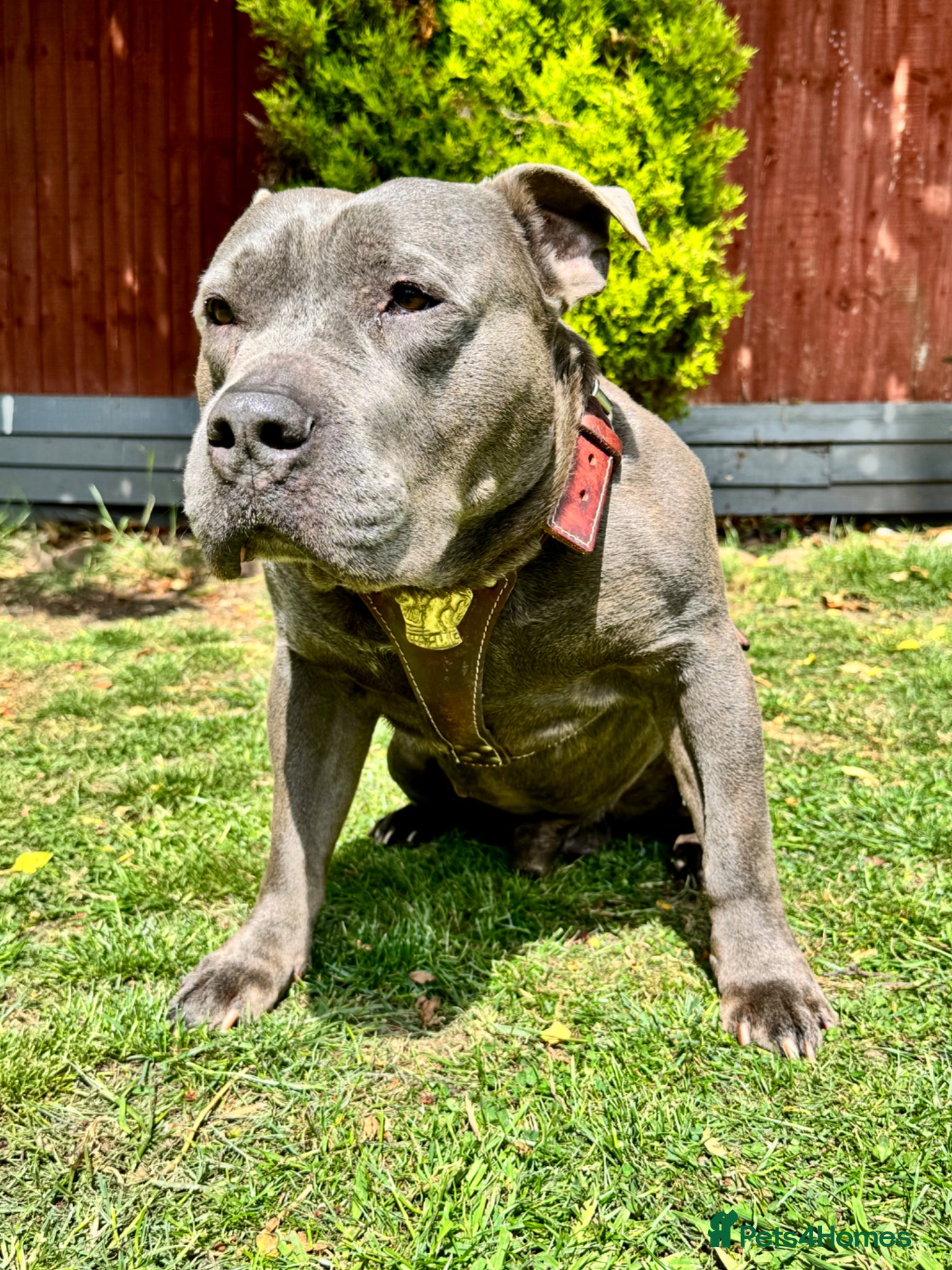Staffordshire Bull Terrier dogs Beautiful Blue Staffordshire Bull Terrier  - Advert 1