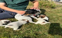 Jack Russell dogs for sale: Pedigree Jack Russell Puppies  - Image 14