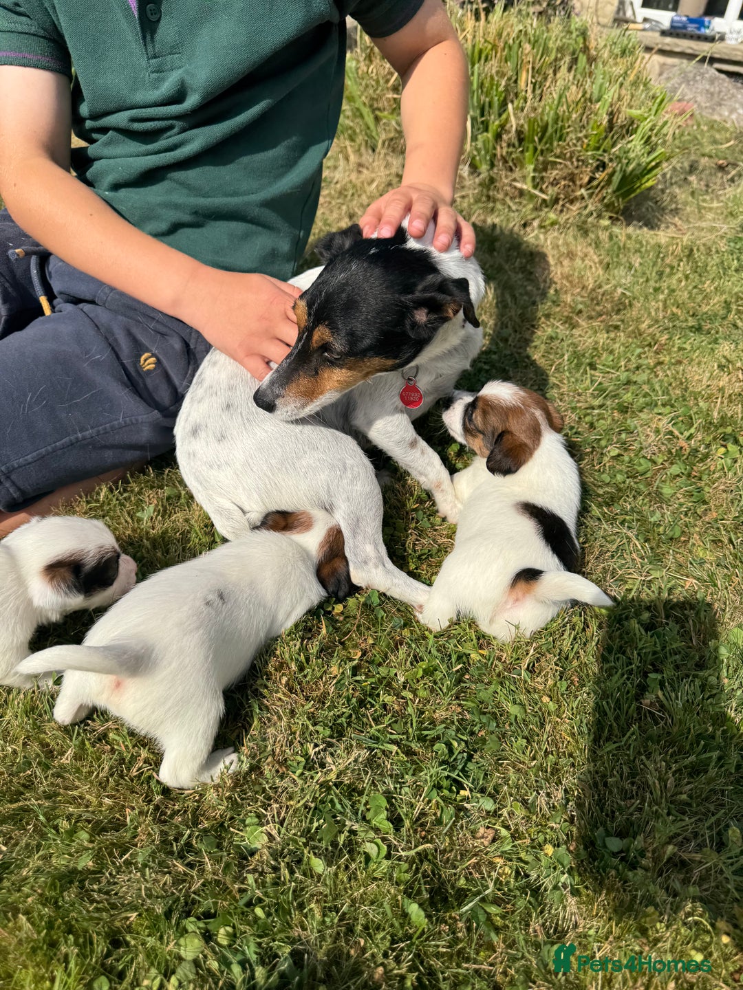 Jack Russell dogs for sale: Pedigree Jack Russell Puppies  - Image 14