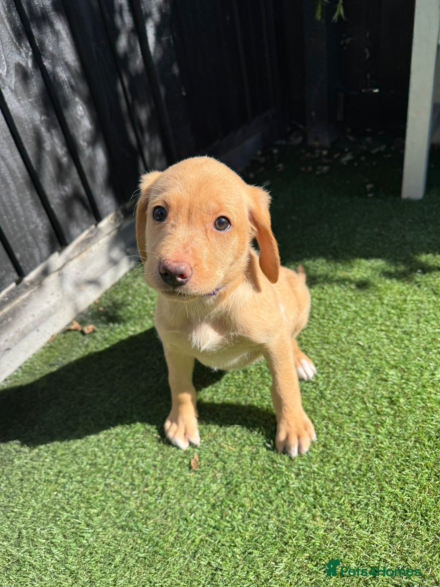 Labrador Retriever dogs 🐾🧡READY BEAUTIFUL Kc Labrador PUPPIES 🧡🐾 - Advert 2