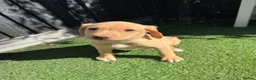 Labrador Retriever dogs for sale: 🐾🧡READY 1 BOY LEFT Kc Labrador PUPPIES 🧡🐾 - Advert 16