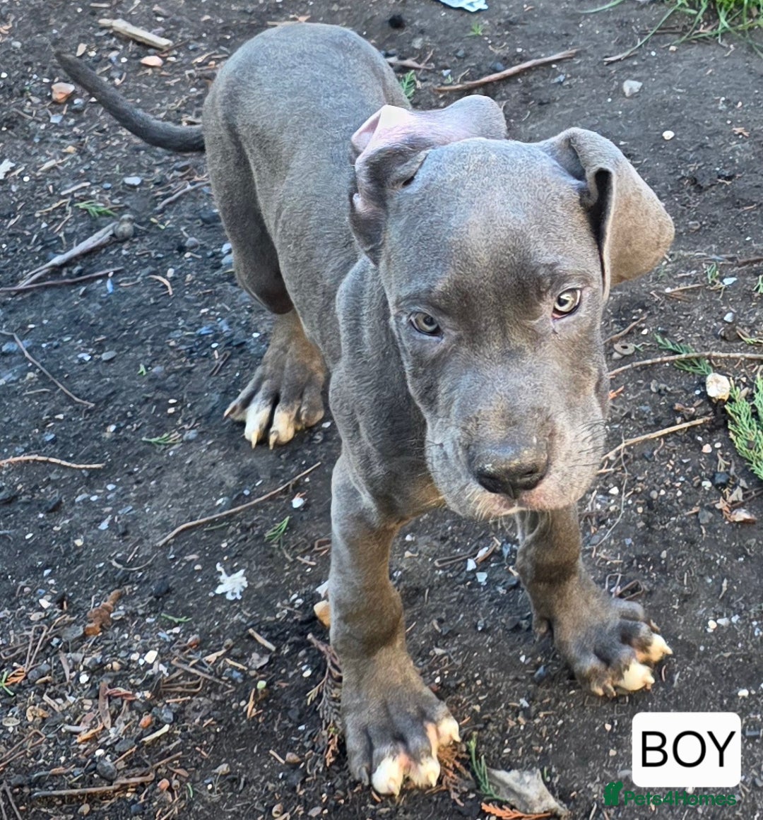 Great Dane dogs for sale: Great dane puppies  - Image 3