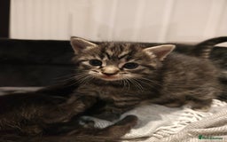 Mixed Breed cats for sale: Ragdoll (mum) X Tabby (dad) - blue eyes ! - Image 5