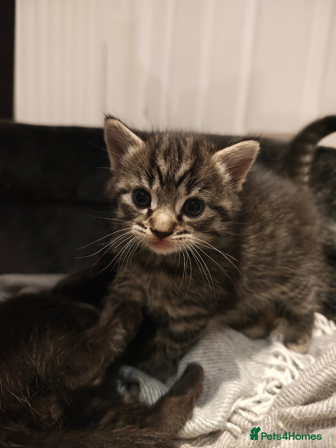 Mixed Breed cats for sale: Ragdoll (mum) X Tabby (dad) - blue eyes ! - Image 5