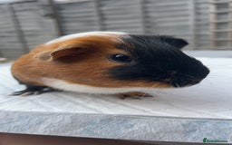 Guinea Pig rodents for sale: skampi - Image 2