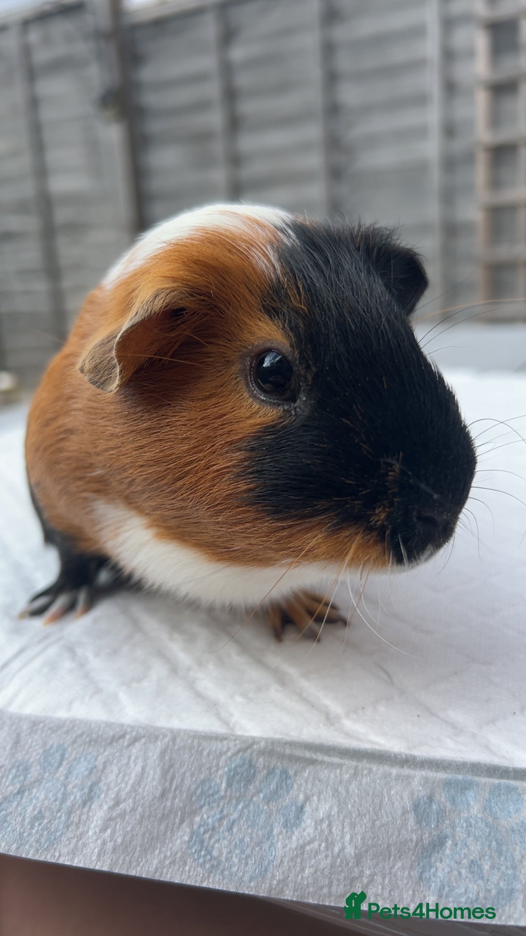 Guinea Pig rodents for sale: skampi - Image 2
