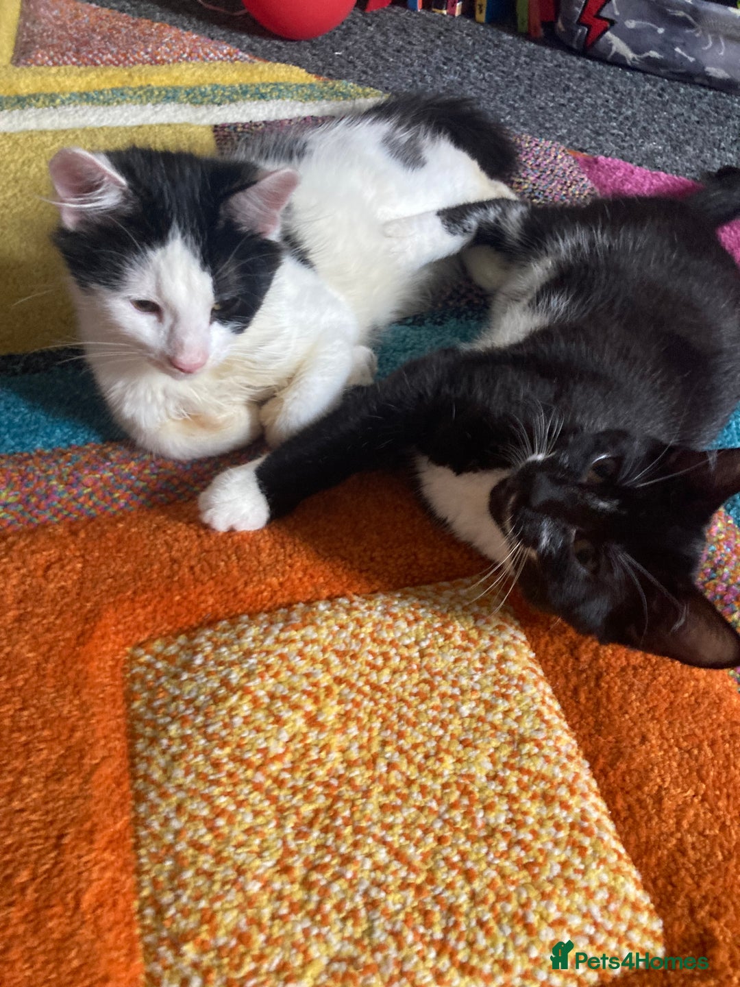 Domestic Shorthair cats for sale: 3 kittens for sale  - Image 4