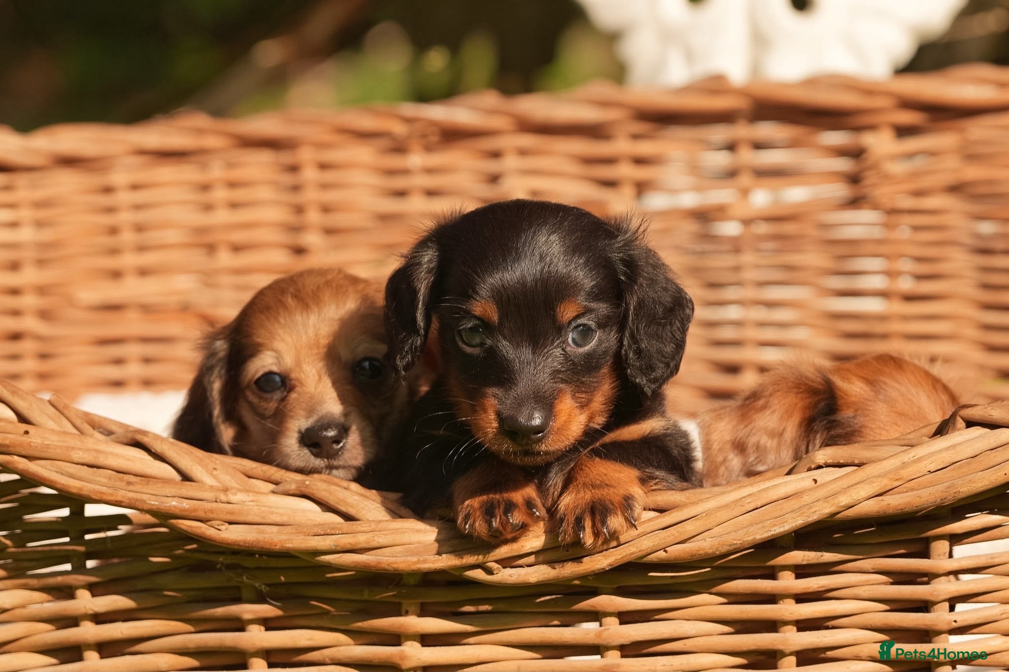 Miniature Dachshund dogs *READY NOW* KC long haired miniature dachshunds  - Advert 1