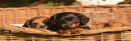 Miniature Dachshund dogs for sale: KC registered long haired miniature dachshunds  - Advert 20
