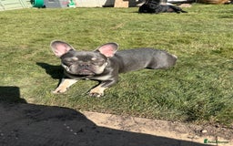 French Bulldog dogs for sale: Pixie  - Image 2