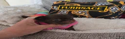 Chihuahua dogs for sale: Xx quality chocolate longcoat chihuahua puppies Xx - Advert 22