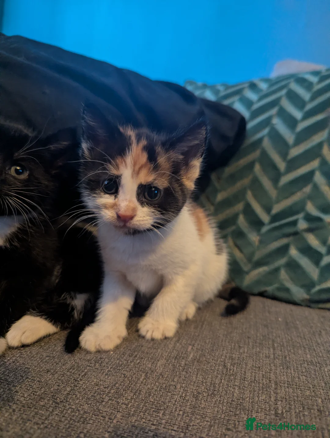 Mixed Breed cats for sale: Adorable kittens all very different colouring!  in Bangor - Advert 27