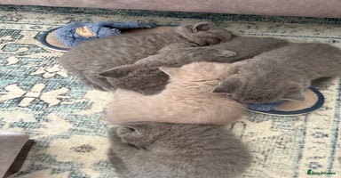 British Shorthair cats - Advert 7