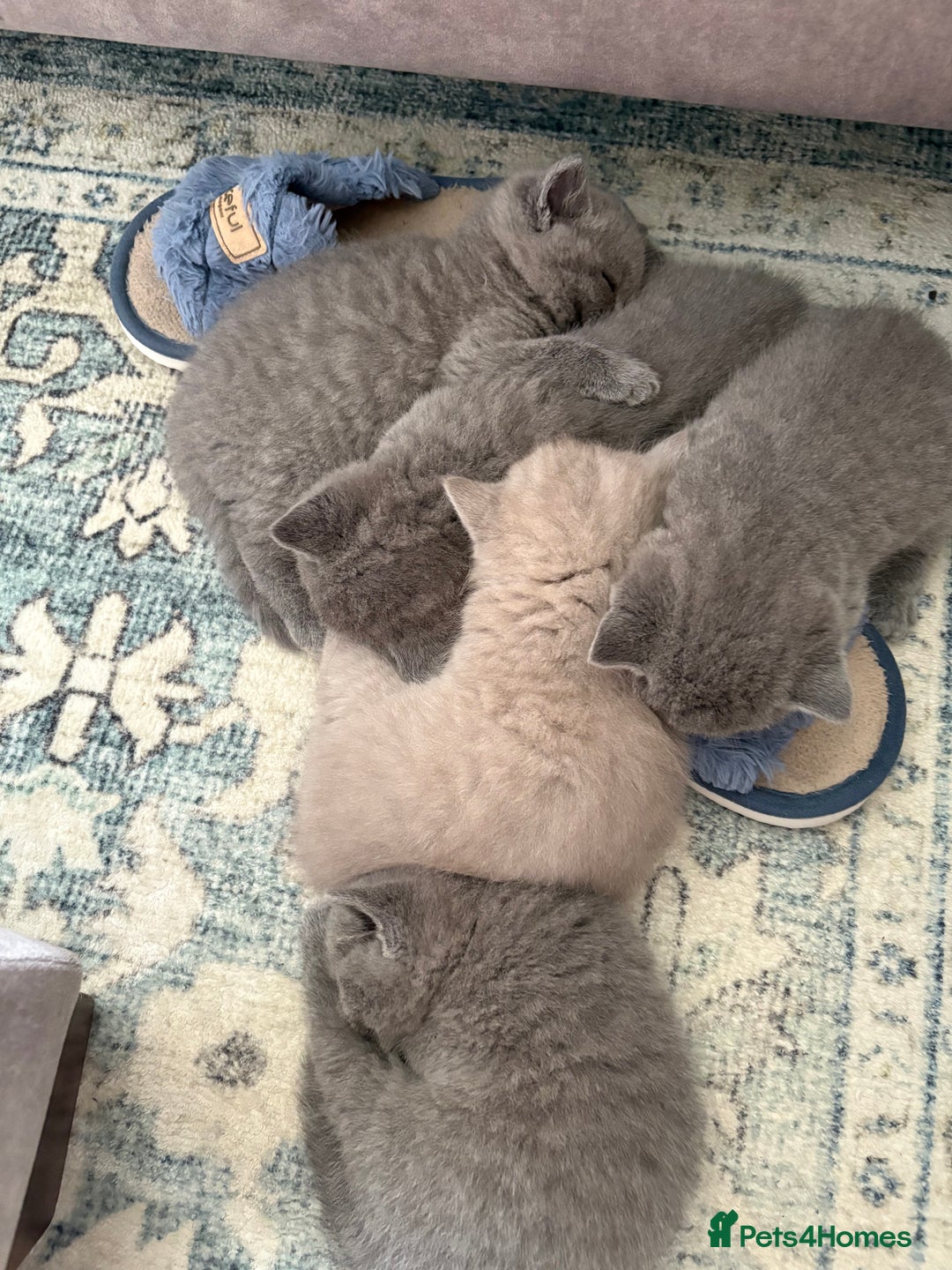 British Shorthair cats for sale: Gorgeous British shorthairs for sale  - Image 2
