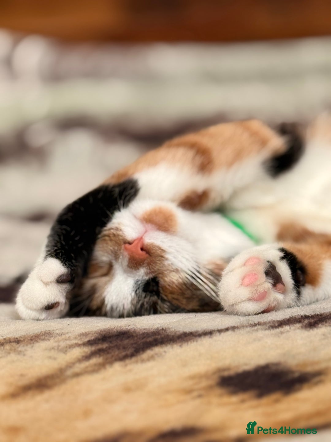 Mixed Breed cats for sale: Calico kittens both female  - Advert 6