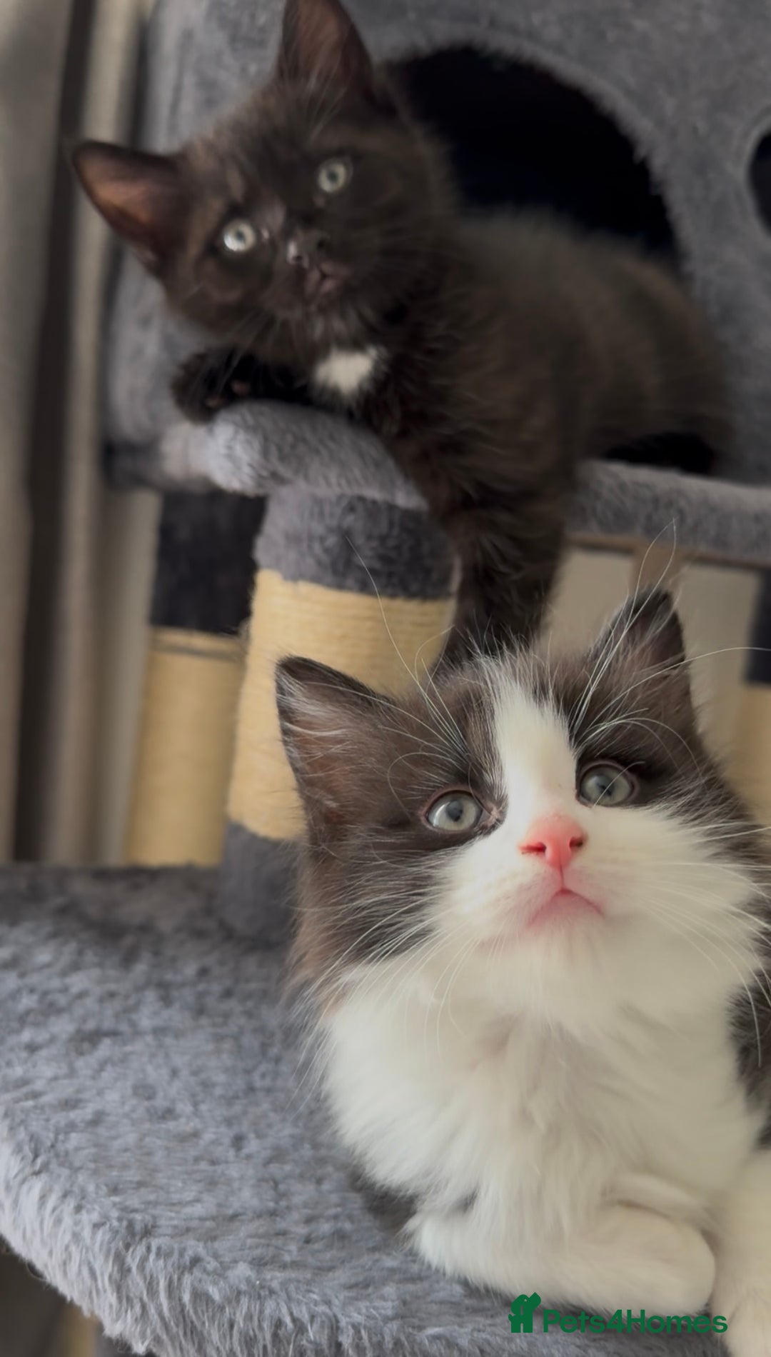 British Longhair cats for sale: 3 Gorgeous Fluffy Cuddly Babies! - Image 16