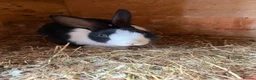 Dutch rabbits for sale: Dutch rabbit  in Halifax - Advert 2