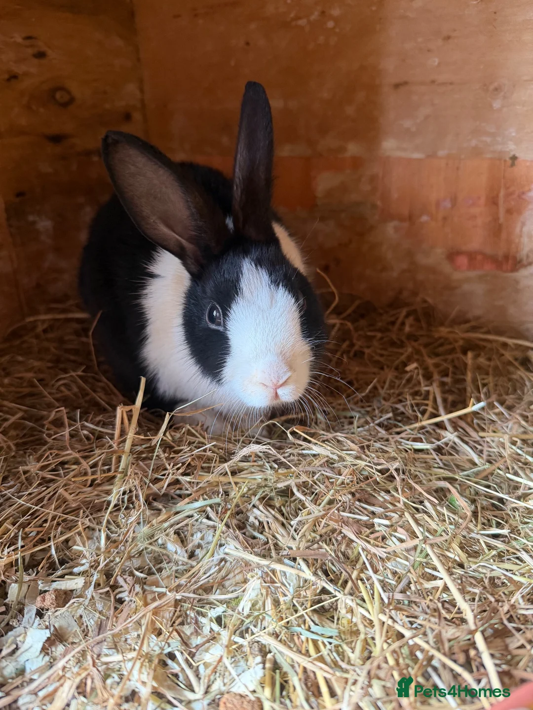 Dutch rabbits for sale: Dutch rabbit  in Halifax - Advert 2