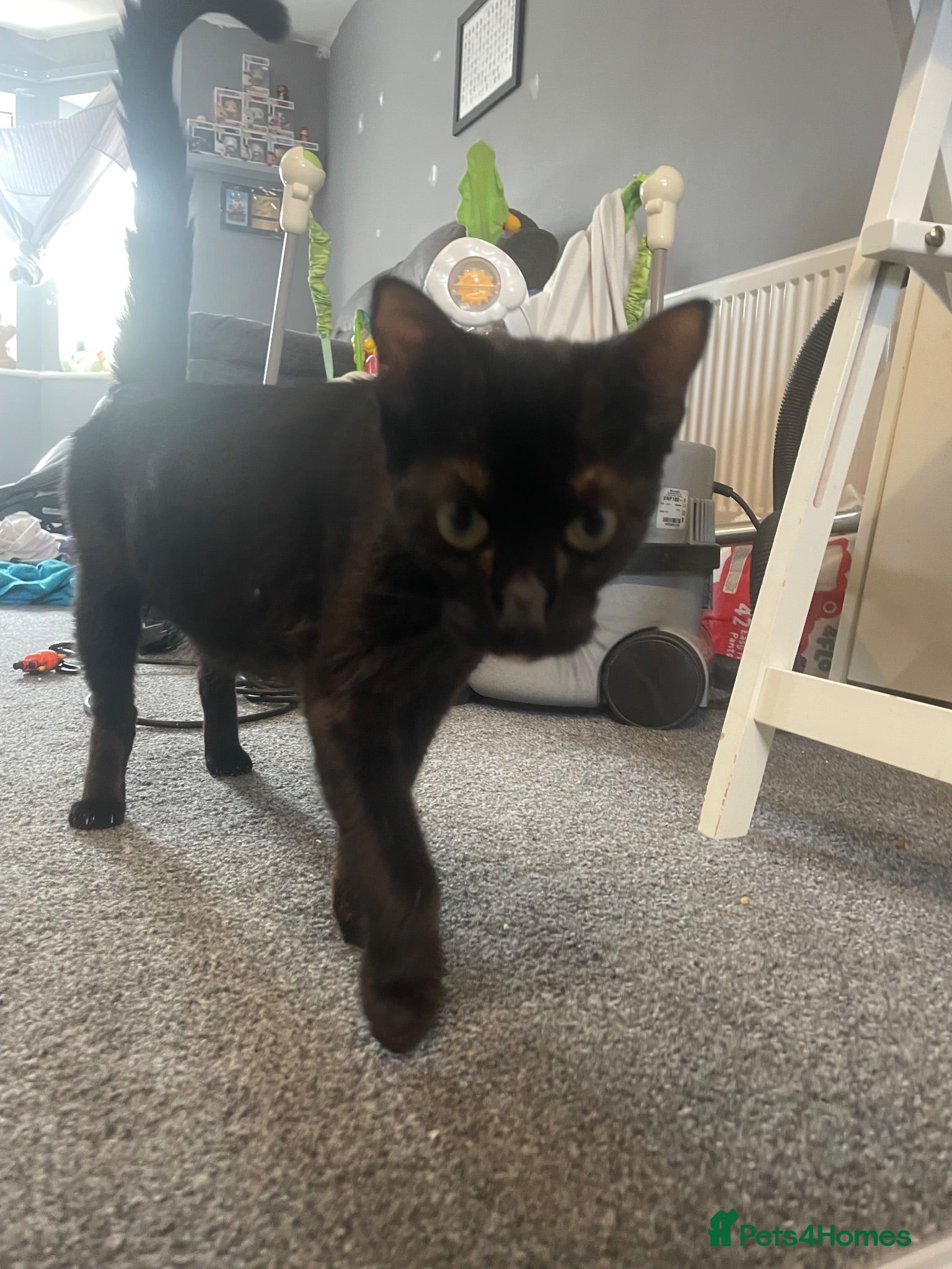 Mixed Breed cats 2 Boys and one Girl available for a new home!  - Advert 2