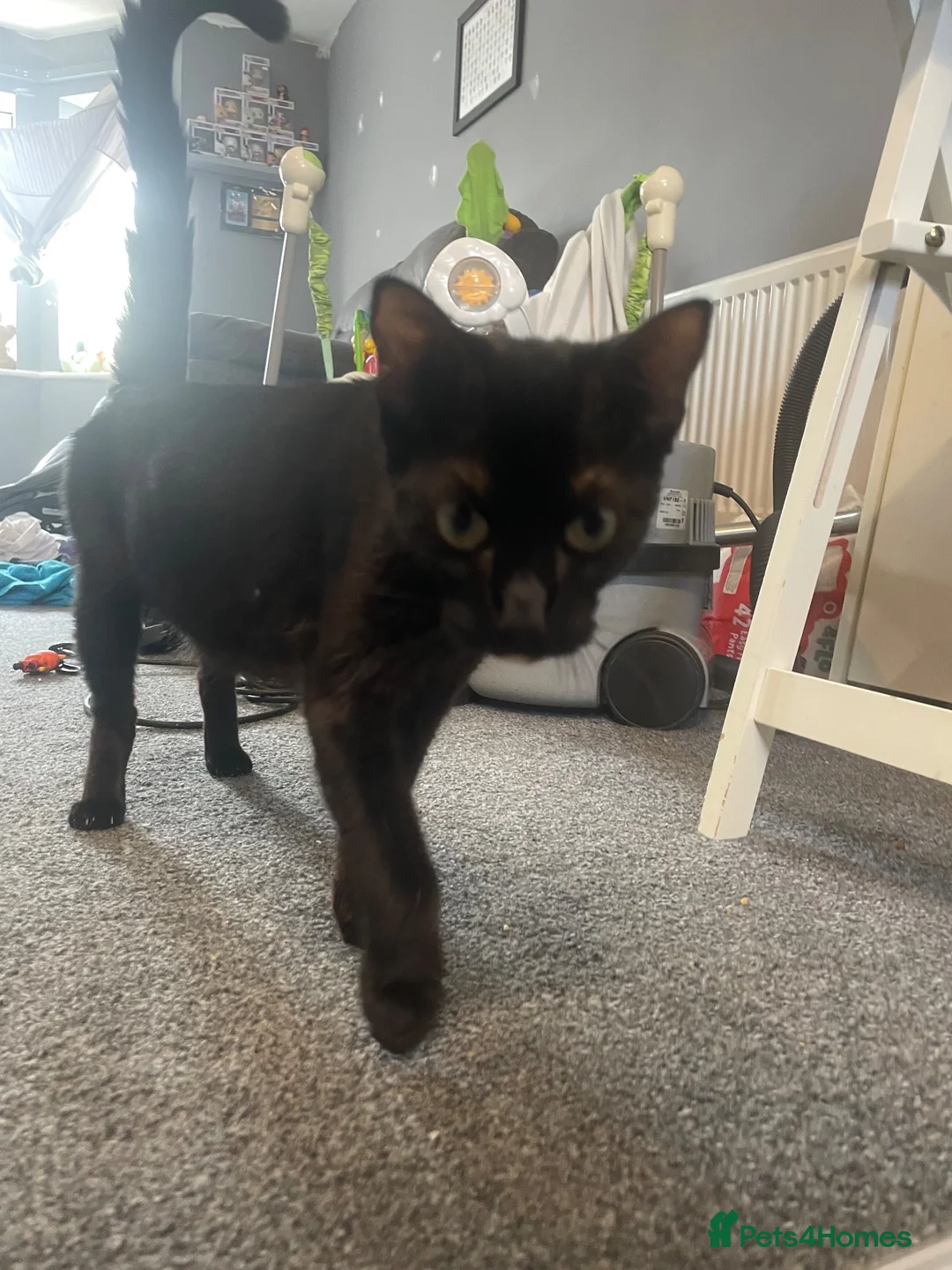 Mixed Breed cats for sale: 2 Boys and one Girl available for a new home!  - Advert 1