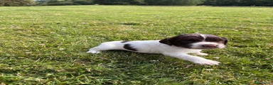 English Springer Spaniel 5