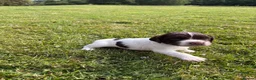 English Springer Spaniel dogs for sale: KC Registered Springer Spaniel Puppies - Advert 11