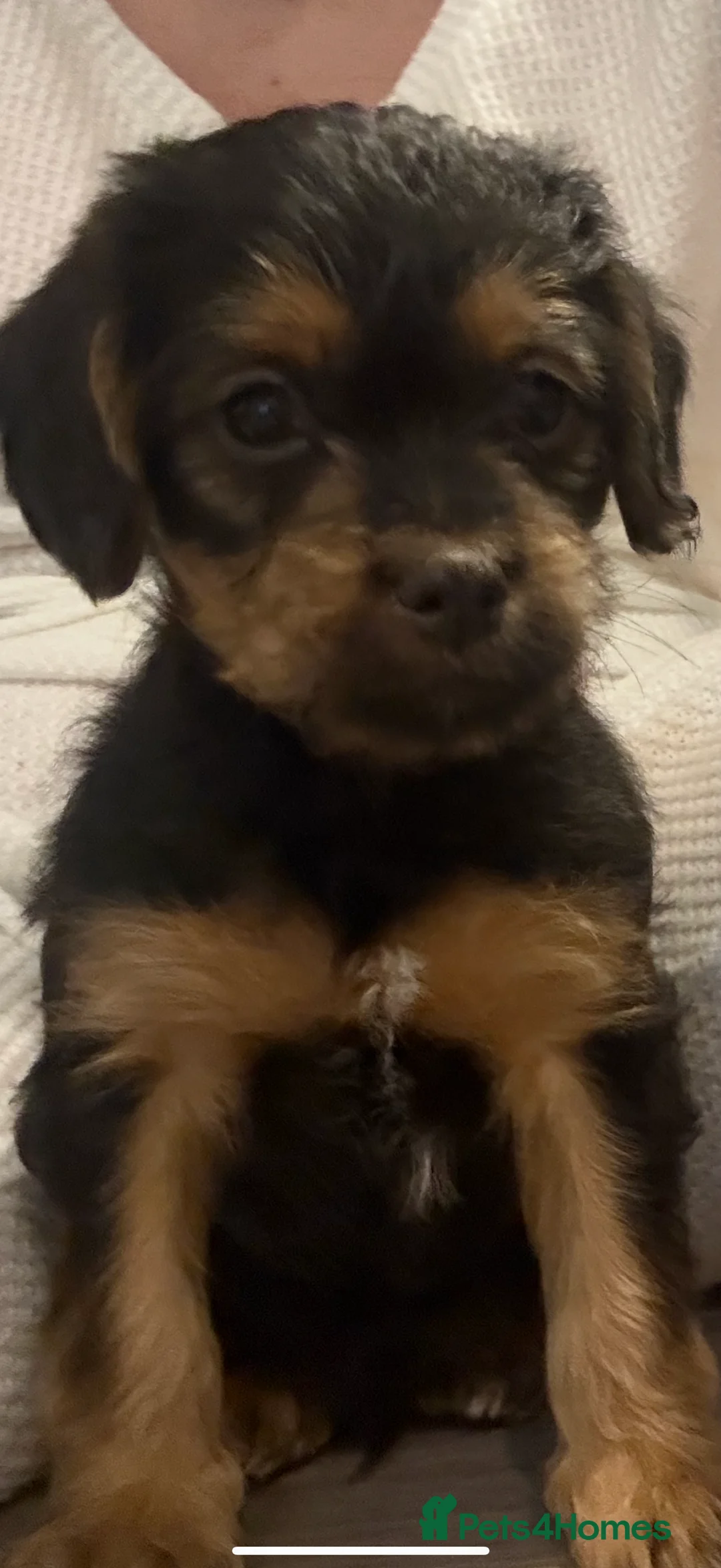 Mixed Breed dogs for sale: Beautiful shihpoo puppies - Advert 3