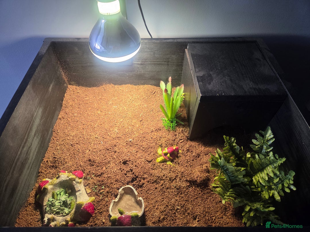 Tortoise reptiles for sale: Horsefield tortoises - Image 11