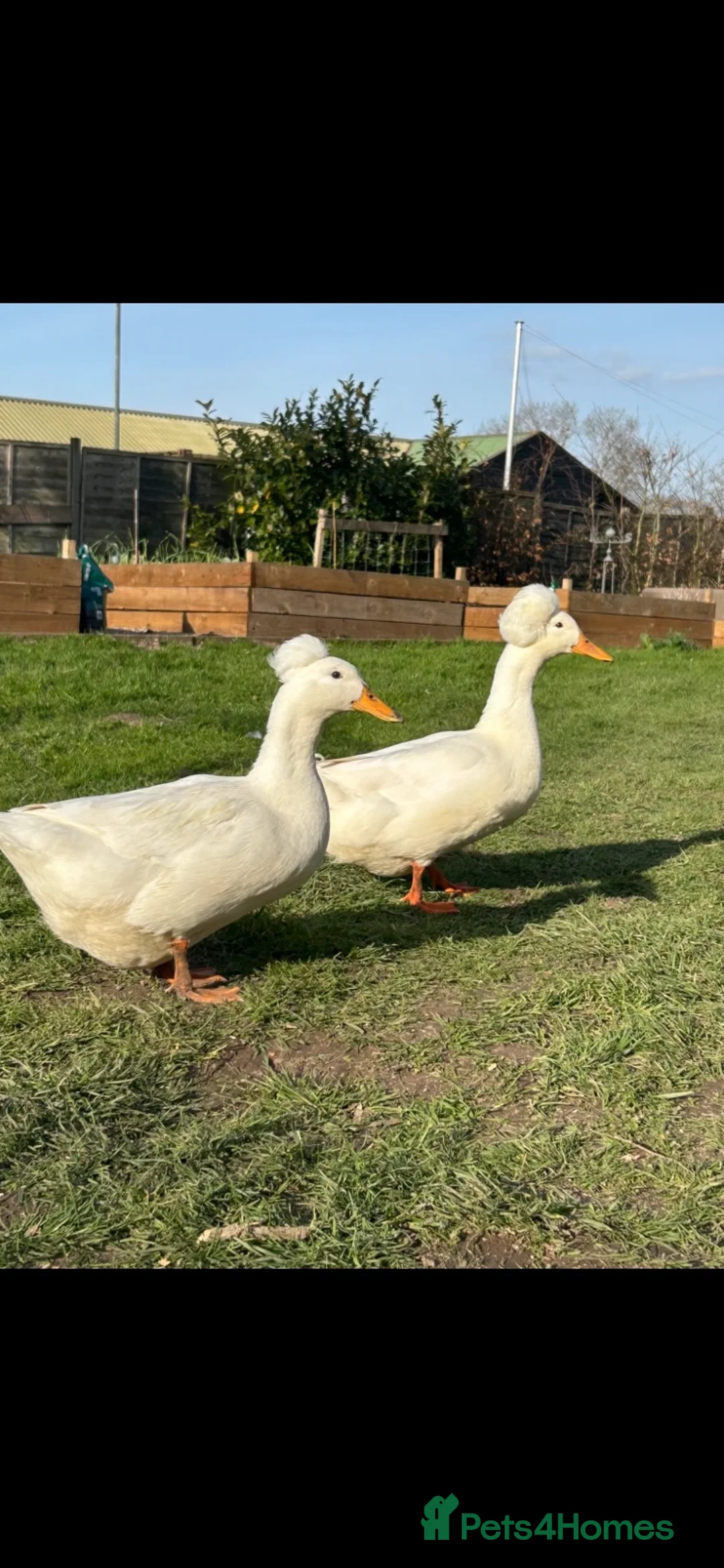 Ducks poultry for sale: Crested white hatching duck eggs x 6 - Advert 1