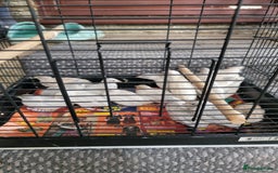Quail poultry for sale: Chinese quails - Image 1