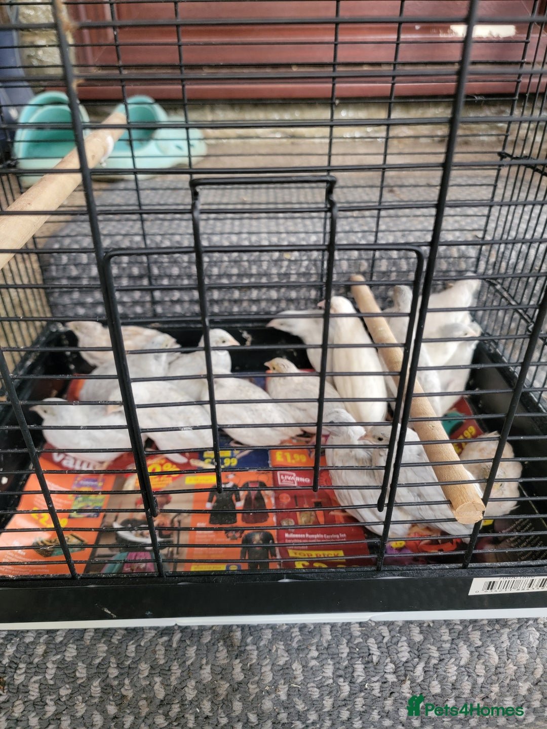 Quail poultry for sale: Chinese quails - Image 1