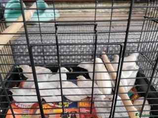 Quail poultry - Advert 21