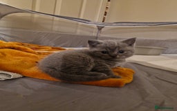 British Shorthair cats for sale: Beautiful british shorthair kittens  - Image 3