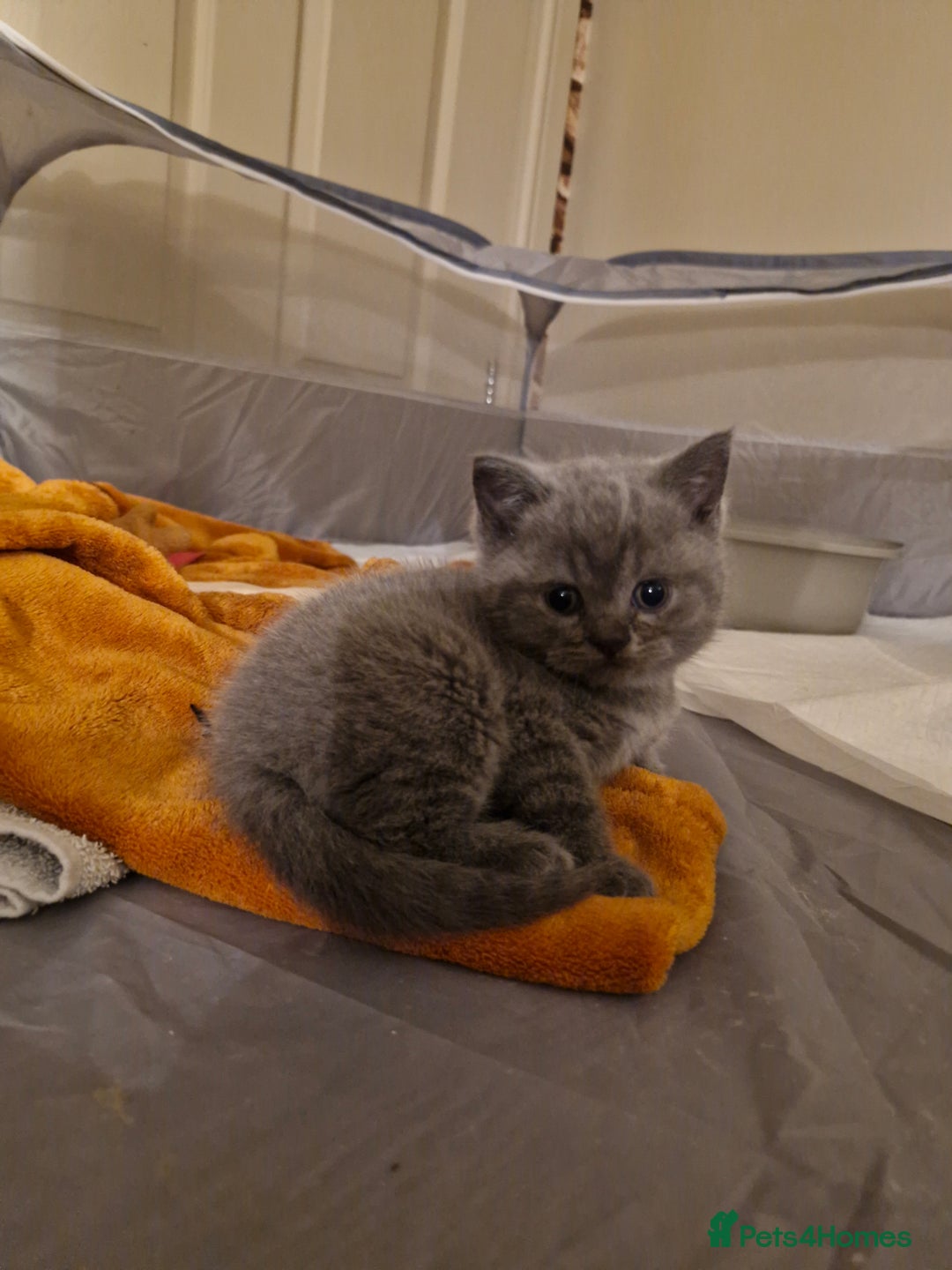 British Shorthair cats for sale: Beautiful british shorthair kittens  - Image 3