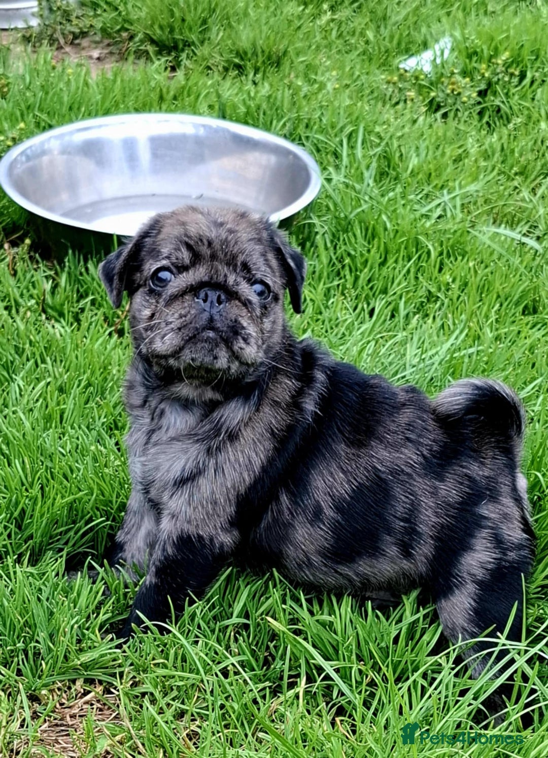 Pug dogs for sale: Pug puppies-Merle, panda and koi - Image 16