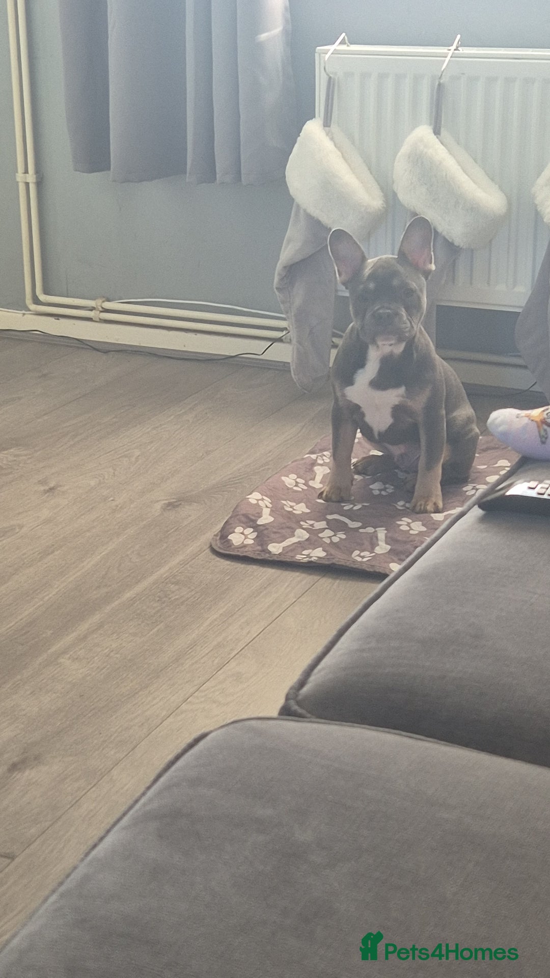 French Bulldog dogs for sale: Bluey - Advert 4