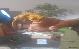 Gecko reptiles for sale: Crested geckos and full set ups  - Image 1