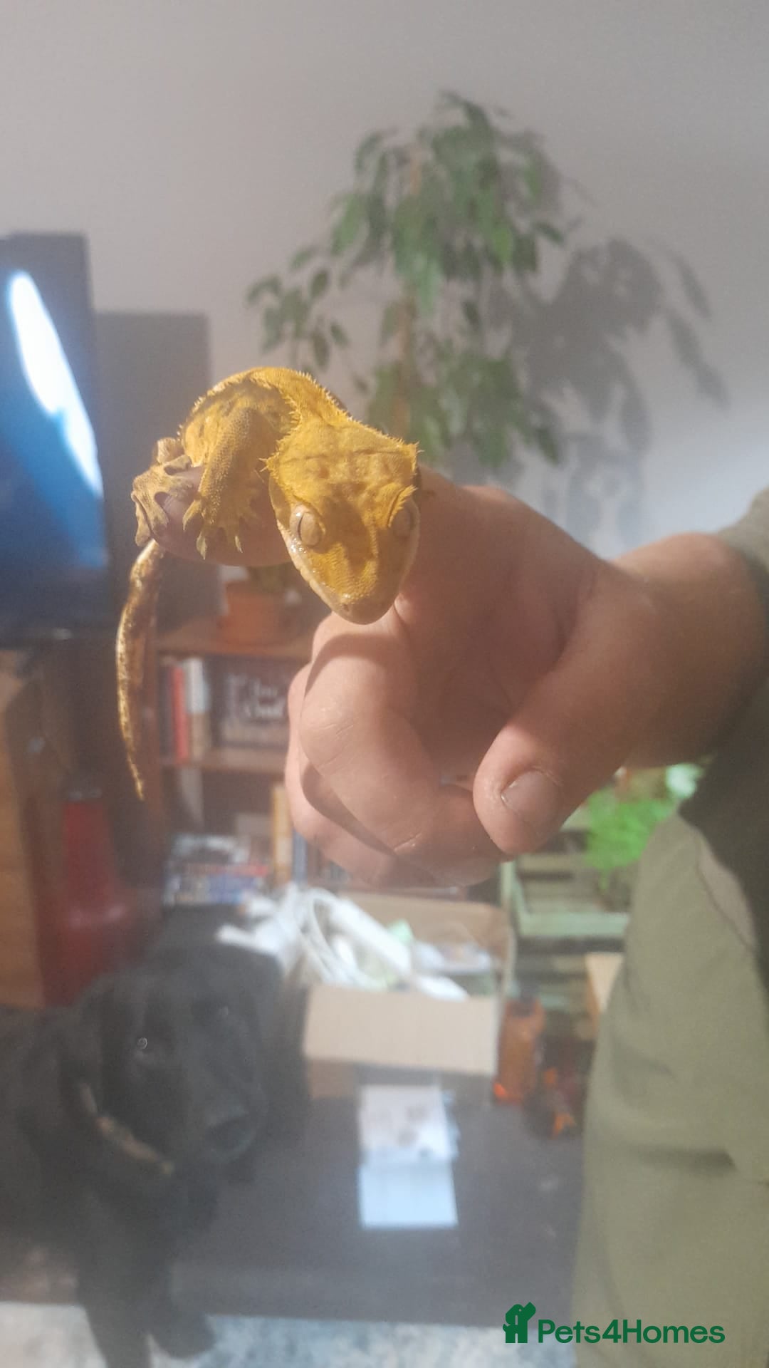 Gecko reptiles for sale: Crested geckos and full set ups  - Image 1