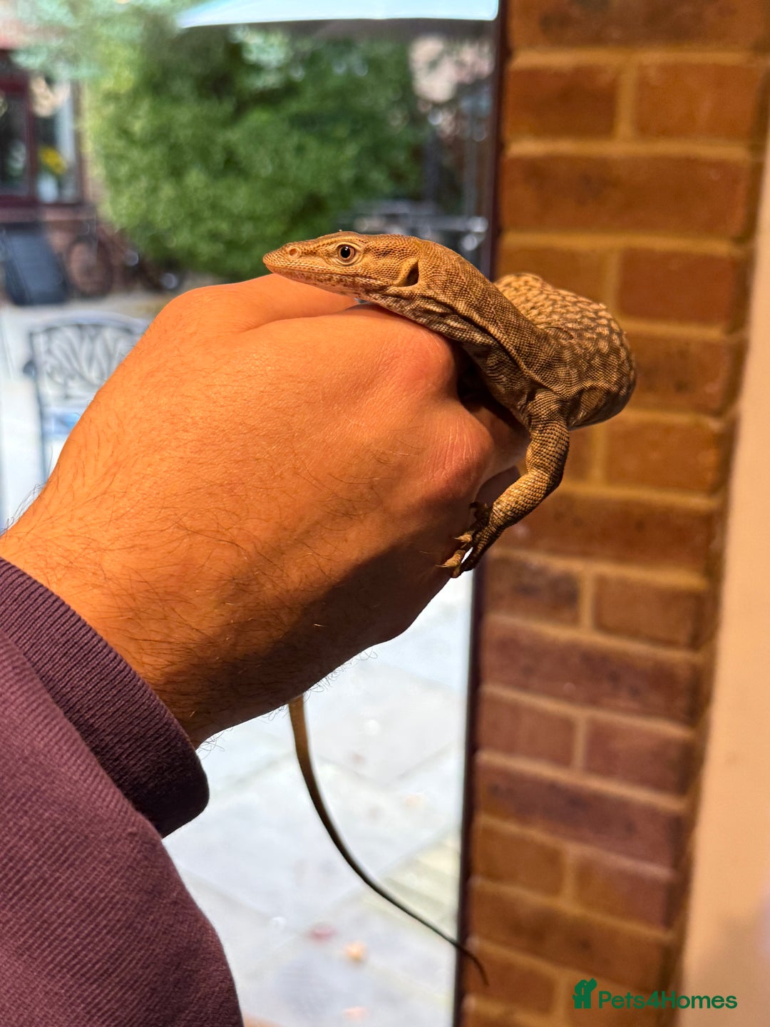 Monitor reptiles for sale: Tristis Tristis Monitor  (Black Headed Monitor) - Image 3