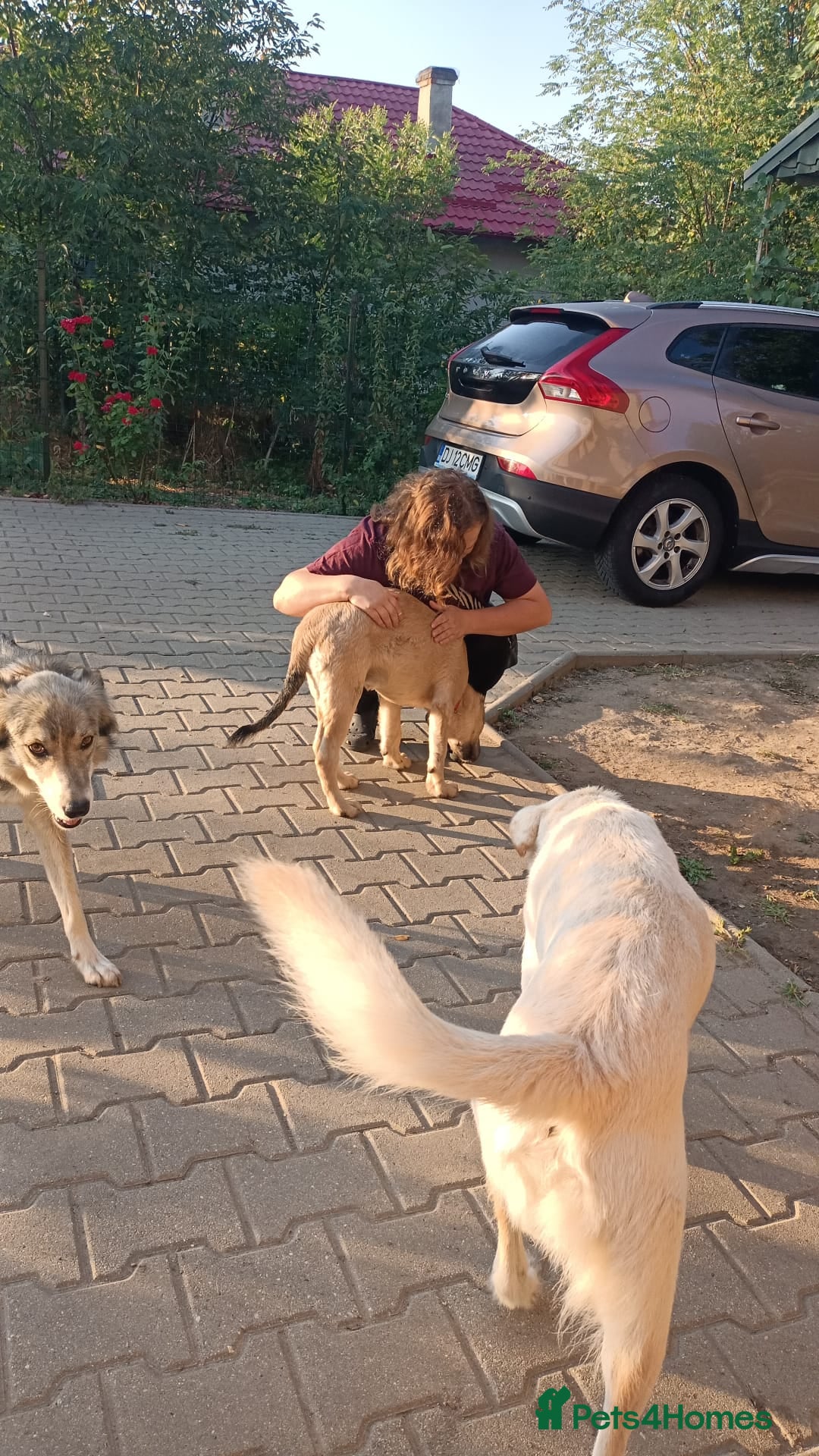 Mixed Breed dogs for adoption: 🐾 WINNIE - a Lovely young Girl, for a Loving Home - Image 21