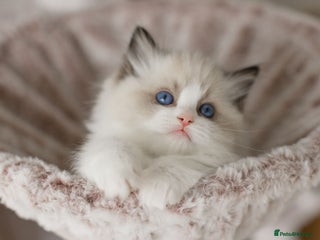 Ragdoll cats Bicolour and Lynx Ragdoll kittens 🩵 - Advert 6