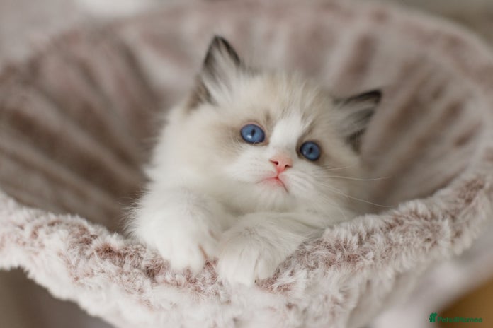 Ragdoll cats Bicolour and Lynx Ragdoll kittens 🩵 - Advert 5