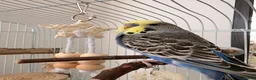 Budgerigars birds for sale: Male budgie 6 months in Bournemouth - Advert 1