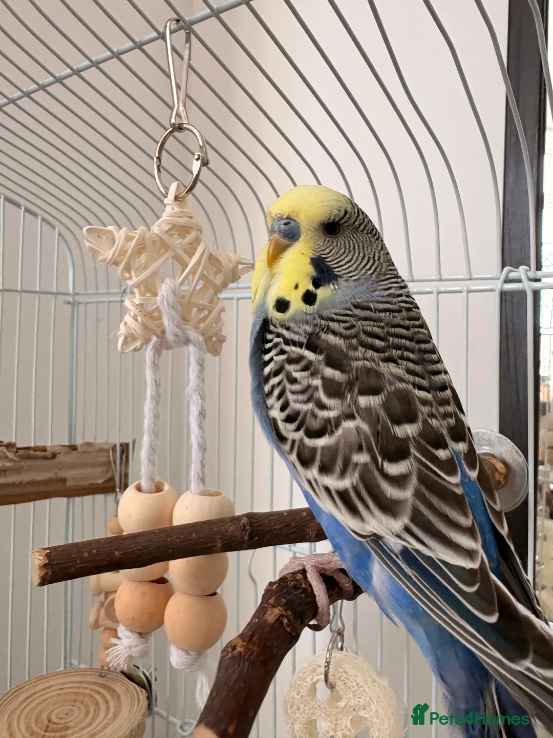 Budgerigars birds for sale: Male budgie 6 months in Bournemouth - Advert 1